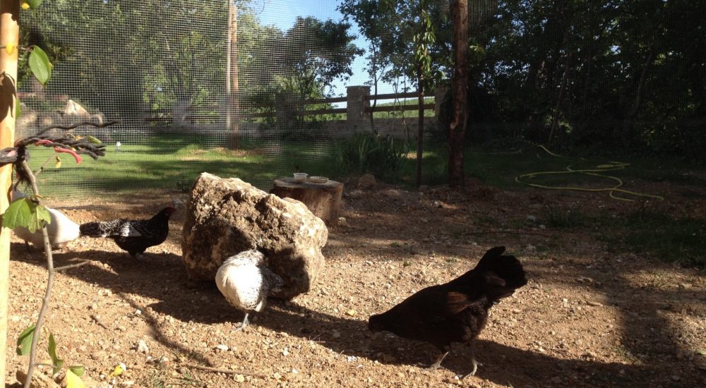 Espace détente et animaux camping Avelanede