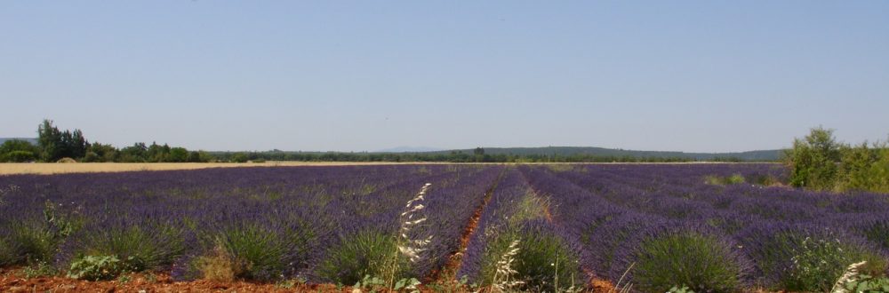 camping Avelanede Plateau de Valensole